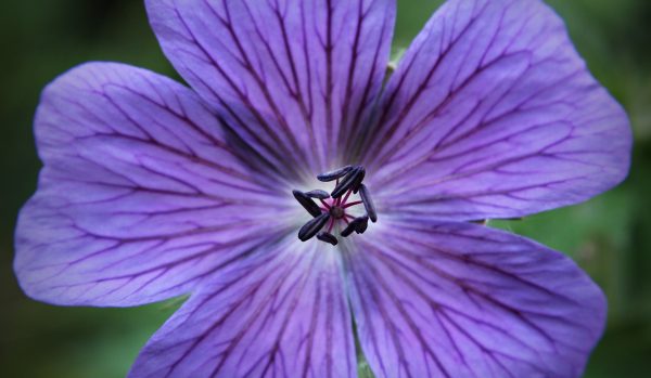 d flowers e