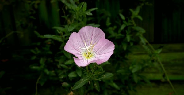 vignetting vignetting e