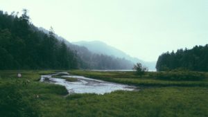 forest